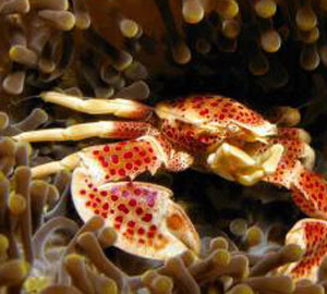 海蟹壳